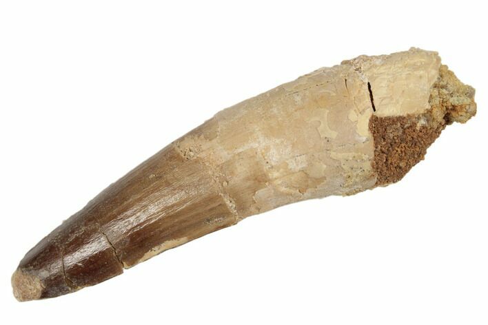 Bargain, Spinosaurus Tooth - Real Dinosaur Tooth #192082